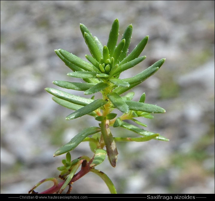 Saxifrage des ruisseaux - Saxifraga aizoides