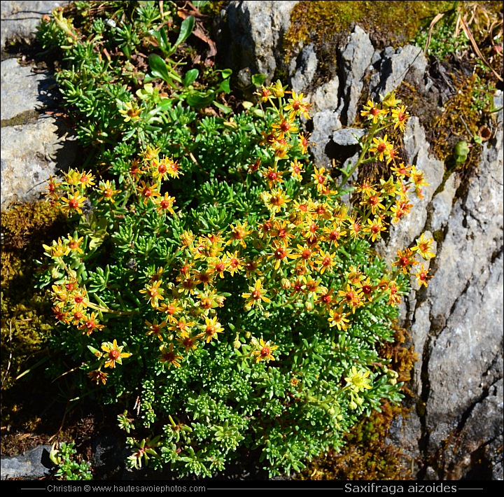 Saxifrage des ruisseaux - Saxifraga aizoides