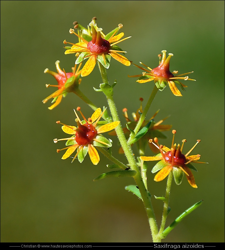 Saxifrage des ruisseaux - Saxifraga aizoides