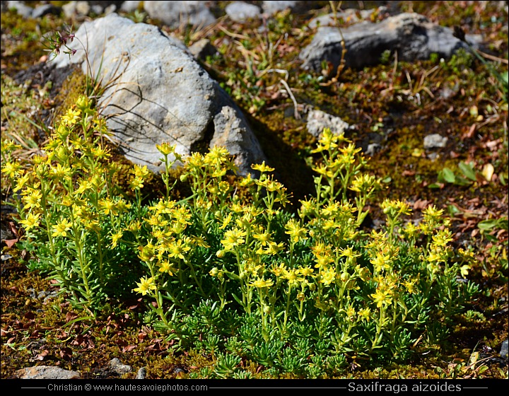 Saxifrage des ruisseaux - Saxifraga aizoides