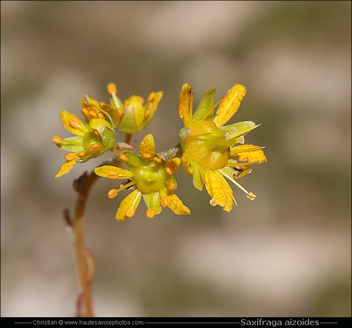 Saxifrage des ruisseaux - Saxifraga aizoides