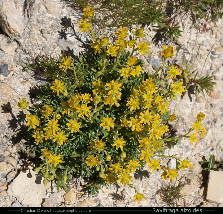 Saxifrage des ruisseaux - Saxifraga aizoides