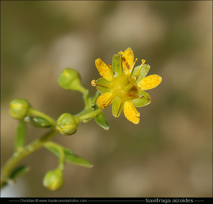 Saxifrage des ruisseaux - Saxifraga aizoides