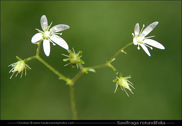 Saxifrage à feuilles rondes - Saxifraga rotundifolia