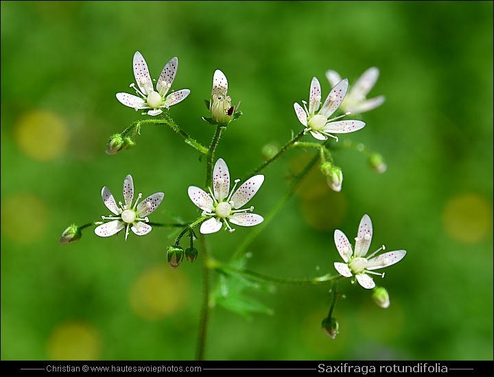 Saxifrage à feuilles rondes - Saxifraga rotundifolia