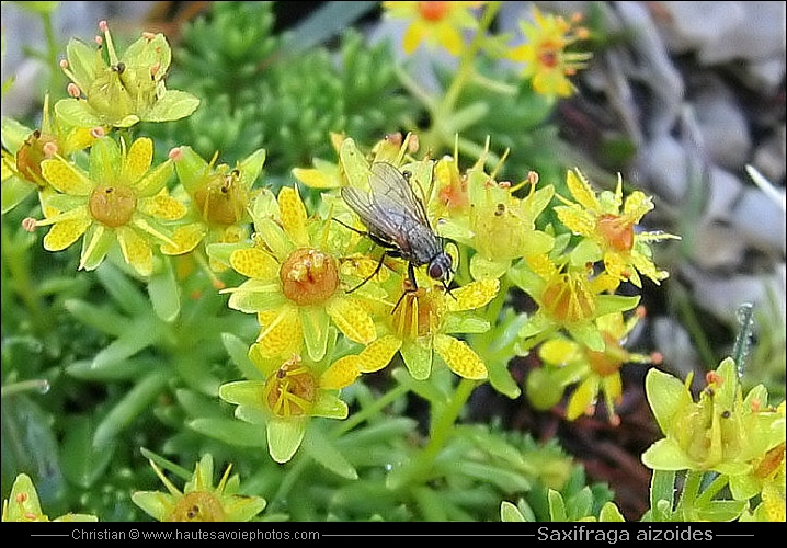 Saxifrage des ruisseaux - Saxifraga aizoides