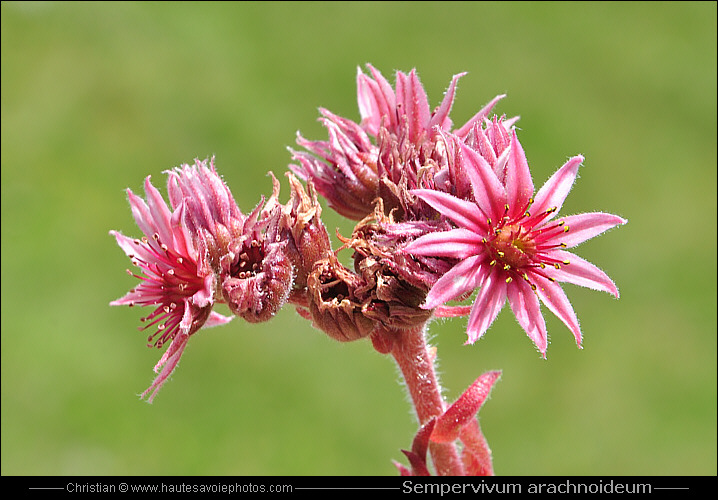 Joubarbe à toile d'araignée - Sempervivum arachnoideum