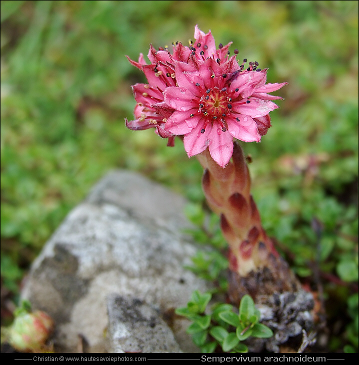 Joubarbe à toile d'araignée - Sempervivum arachnoideum