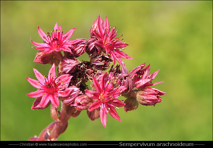 Joubarbe à toile d'araignée - Sempervivum arachnoideum