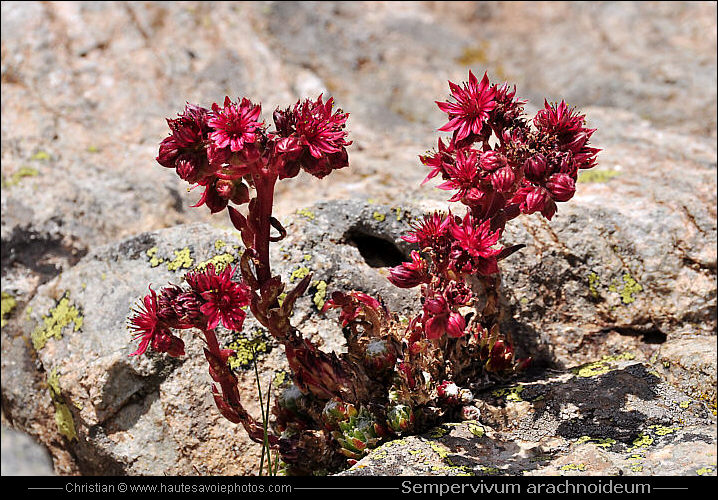 Joubarbe à toile d'araignée - Sempervivum arachnoideum