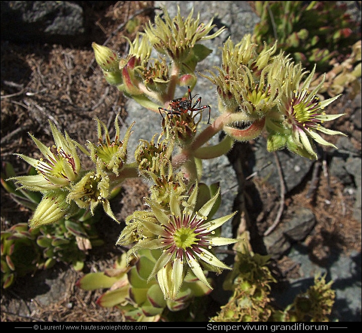 Joubarbe jaune - Sempervivum grandiflorum