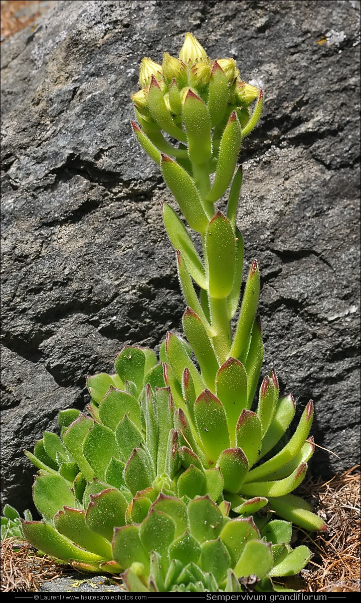 Joubarbe jaune - Sempervivum grandiflorum