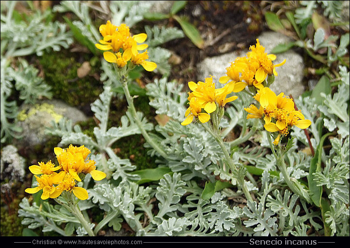 Séneçon blanchâtre - Senecio incanus