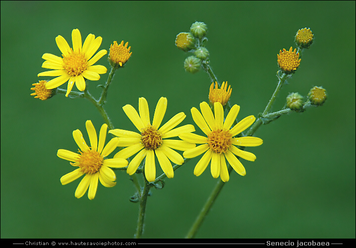 Jacobée - Senecio jacobaea