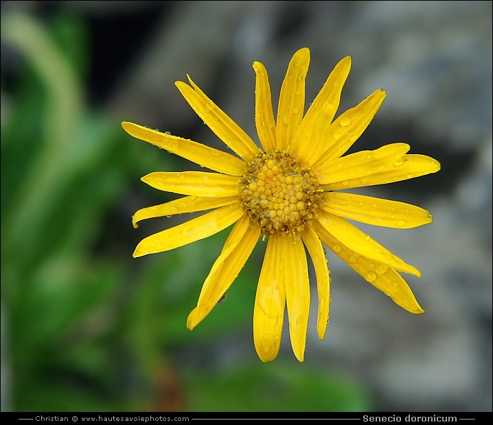 Séneçon doronic - Senecio doronicum