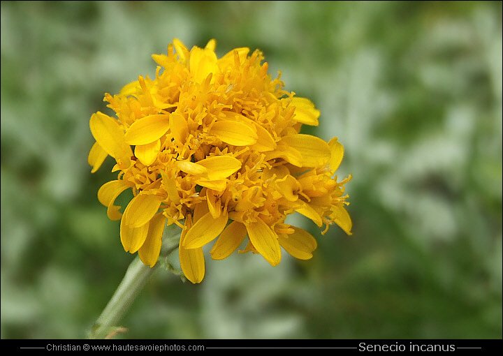 Séneçon blanchâtre - Senecio incanus