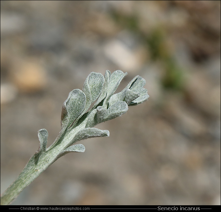 Séneçon blanchâtre - Senecio incanus