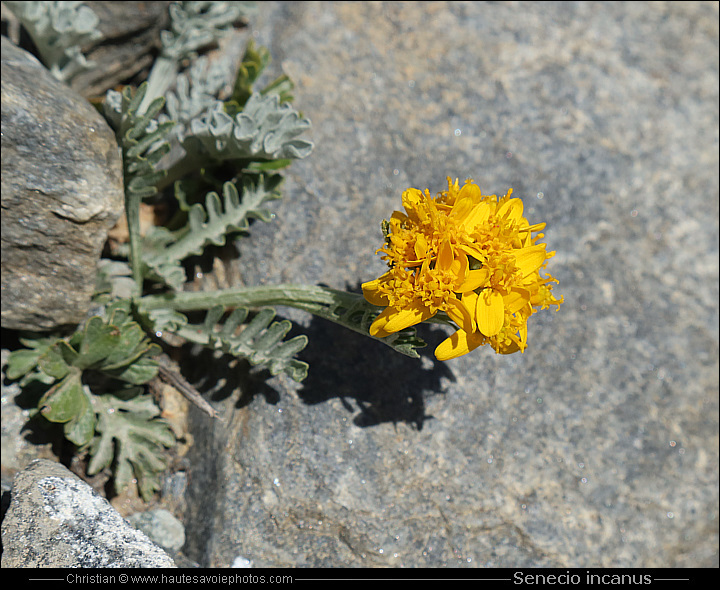 Séneçon blanchâtre - Senecio incanus