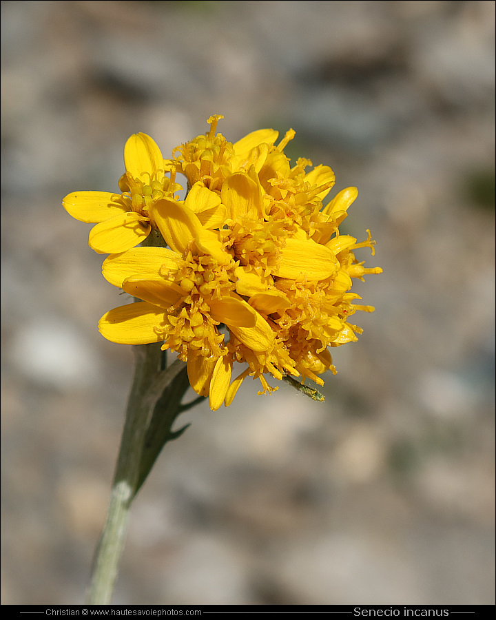 Séneçon blanchâtre - Senecio incanus