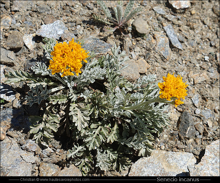 Séneçon blanchâtre - Senecio incanus