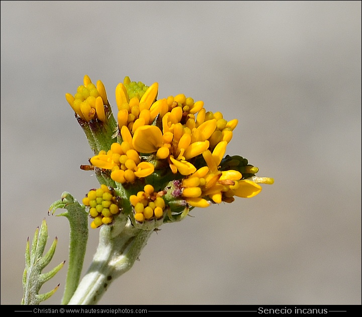 Séneçon blanchâtre - Senecio incanus