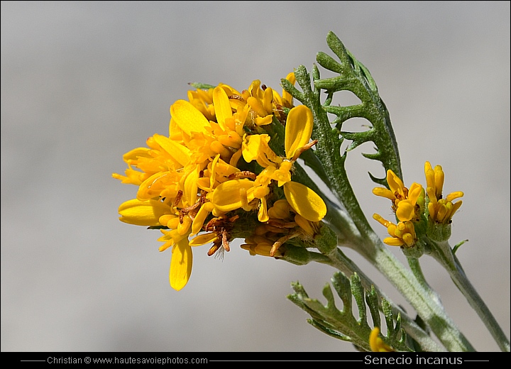 Séneçon blanchâtre - Senecio incanus