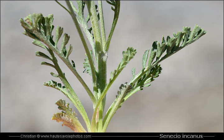 Séneçon blanchâtre - Senecio incanus