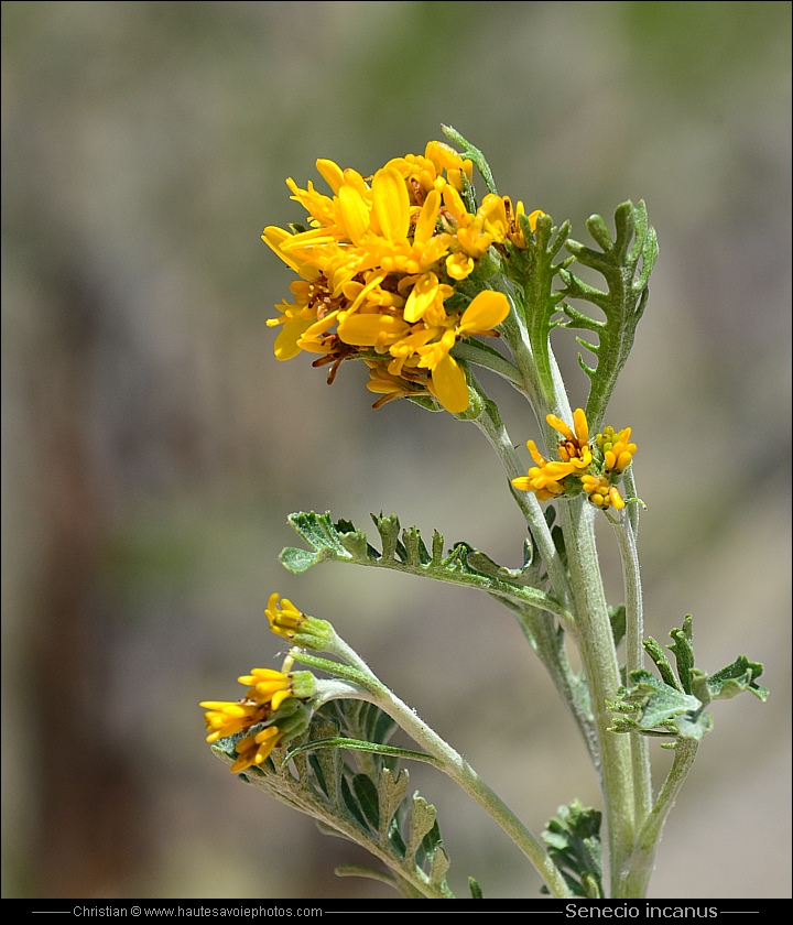 Séneçon blanchâtre - Senecio incanus