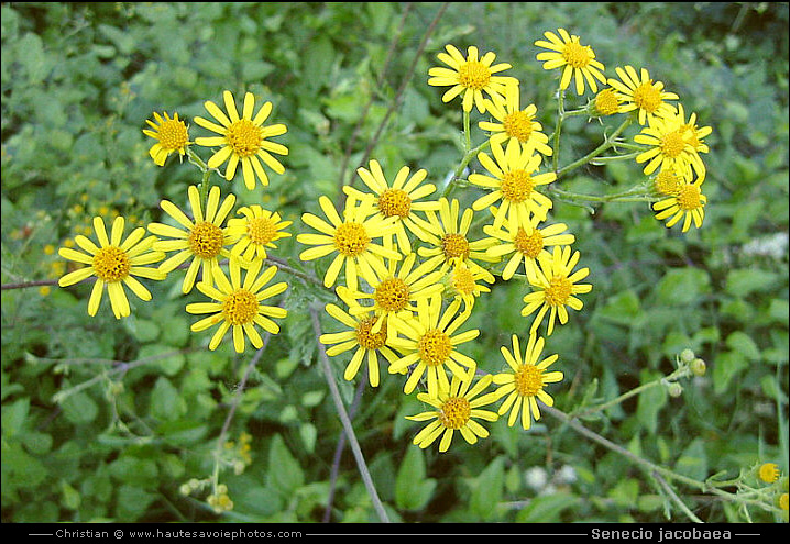 Jacobée - Senecio jacobaea