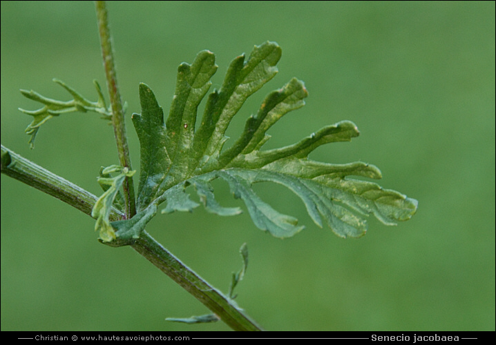 Jacobée - Senecio jacobaea