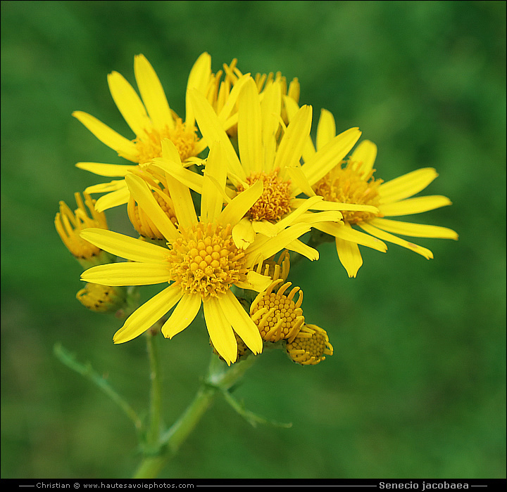 Jacobée - Senecio jacobaea