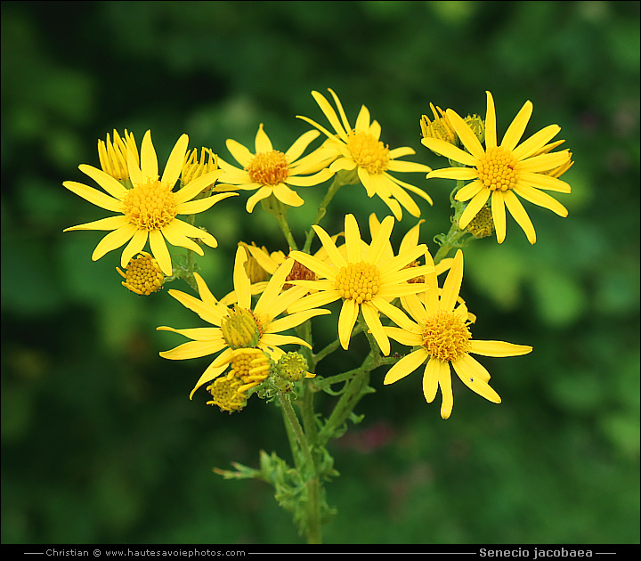 Jacobée - Senecio jacobaea