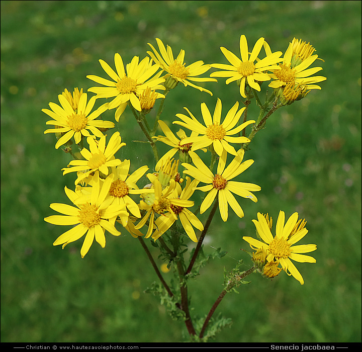 Jacobée - Senecio jacobaea