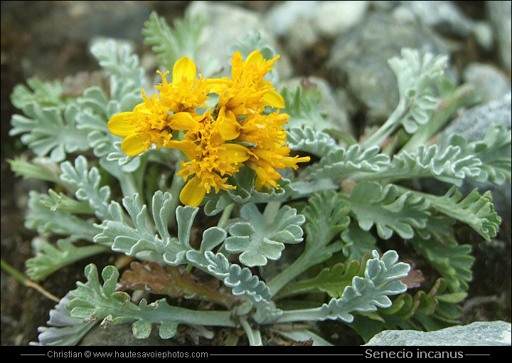 Séneçon blanchâtre - Senecio incanus