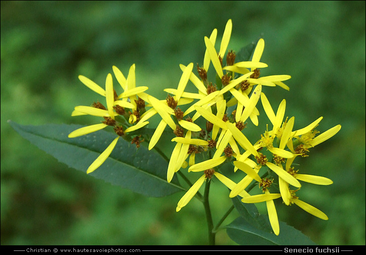 Séneçon de Fuchs - Senecio fuchsii