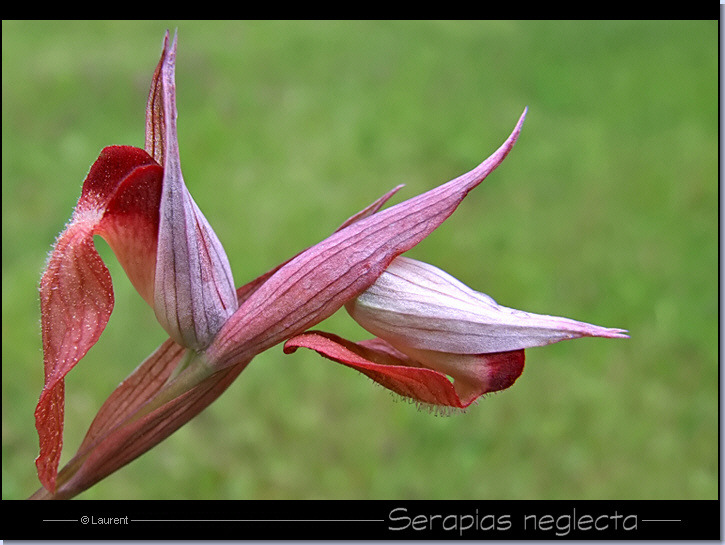 Sérapias négligée - Serapias neglecta