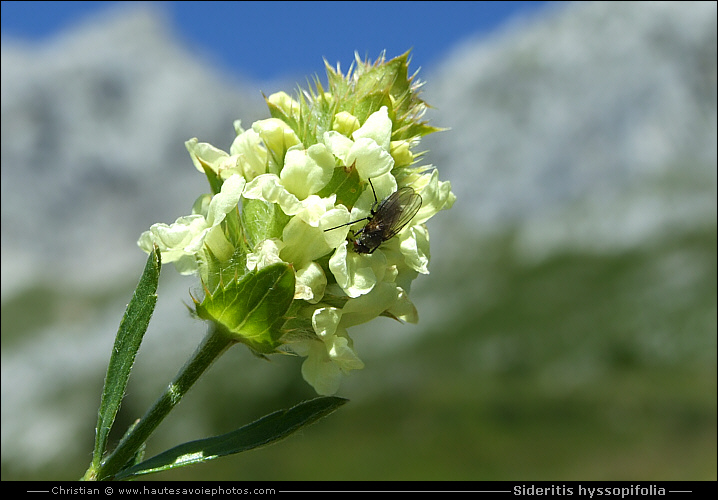 Crapaudine à feuilles d'Hysope - Sideritis hyssopifolia