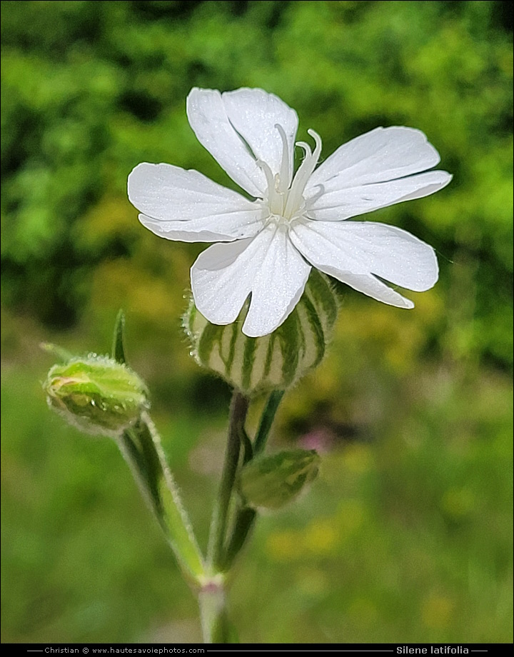 Compagnon blanc - Silene latifolia