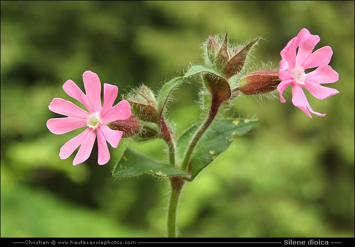 Silène dioïque ou Compagnon rouge - Silene dioica