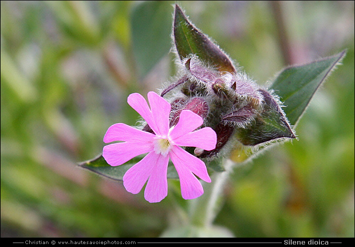 Silène dioïque ou Compagnon rouge - Silene dioica