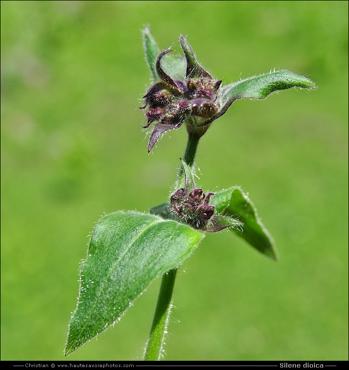 Silène dioïque ou Compagnon rouge - Silene dioica