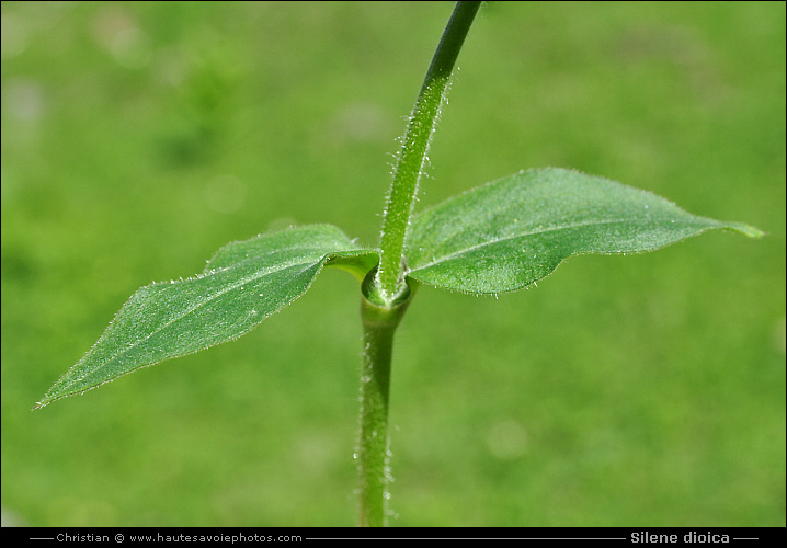 Silène dioïque - Silene dioica