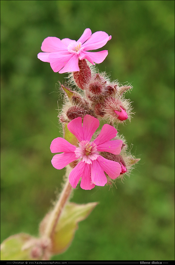 Silène dioïque ou Compagnon rouge - Silene dioica