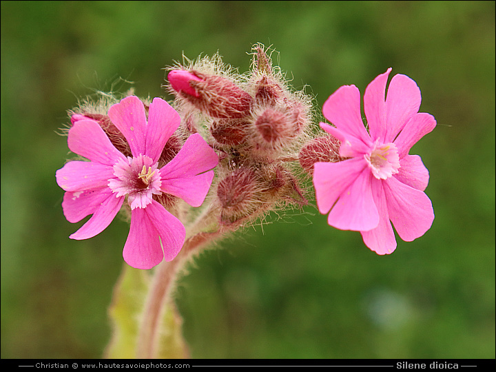 Silène dioïque ou Compagnon rouge - Silene dioica