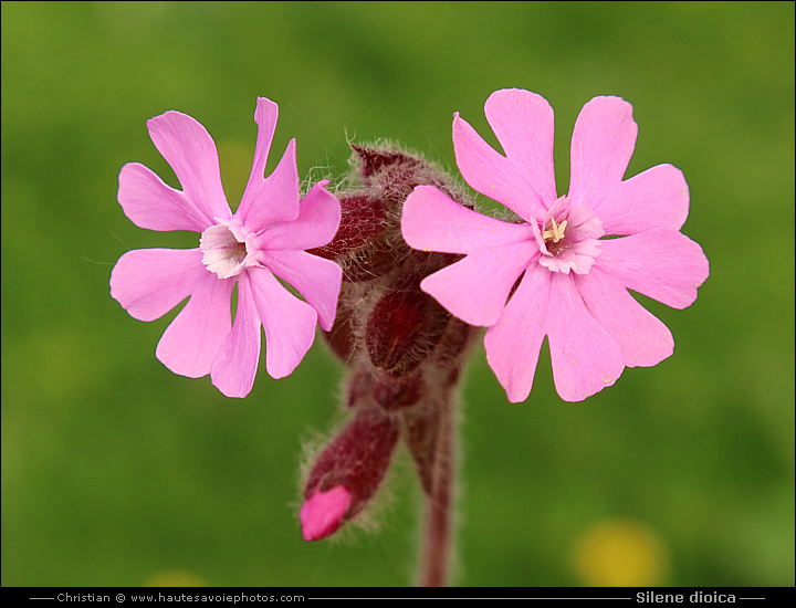 Silène dioïque ou Compagnon rouge - Silene dioica
