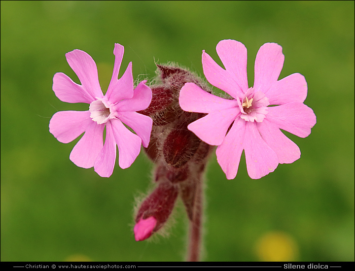 Silène dioïque - Silene dioica