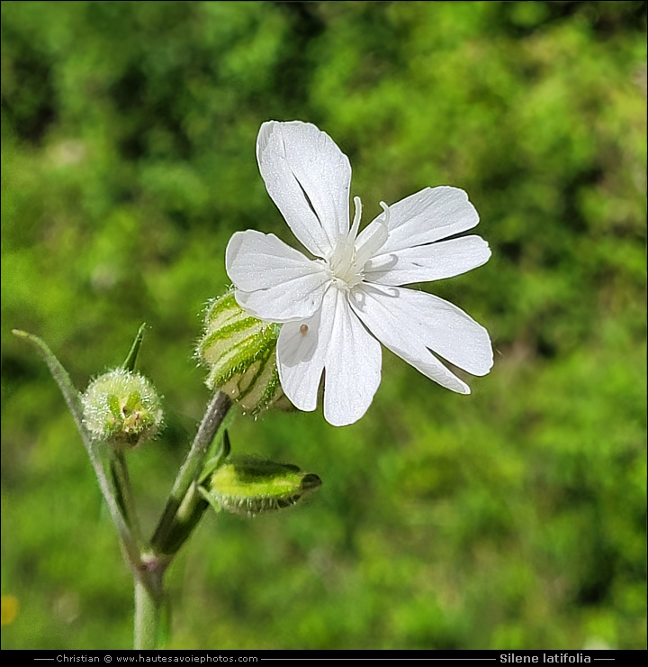 Compagnon blanc - Silene latifolia