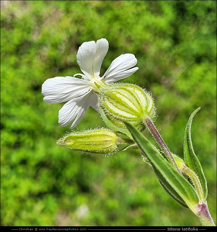 Compagnon blanc - Silene latifolia