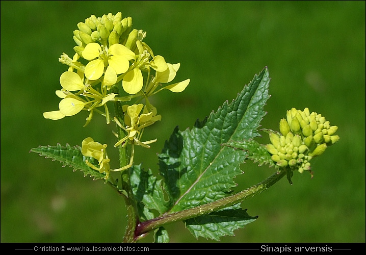 Moutarde des champs - Sinapis arvensis