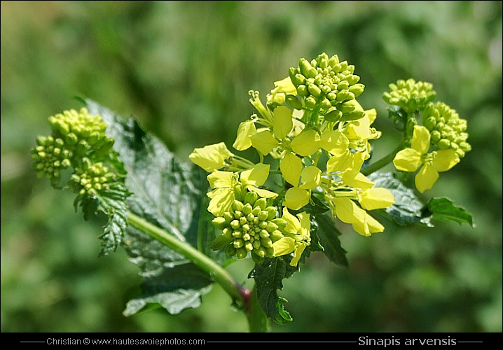 Moutarde des champs - Sinapis arvensis